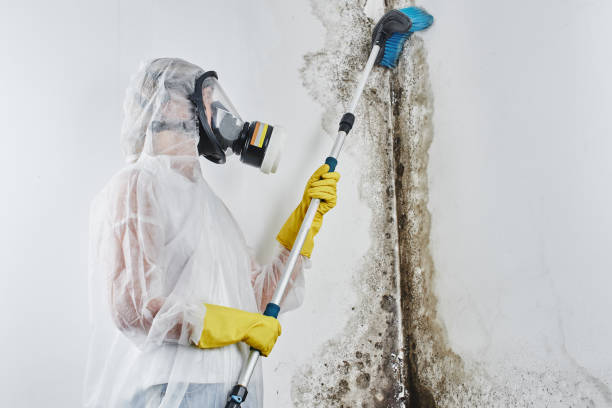 Best Health and Safety Mold Remediation in USA