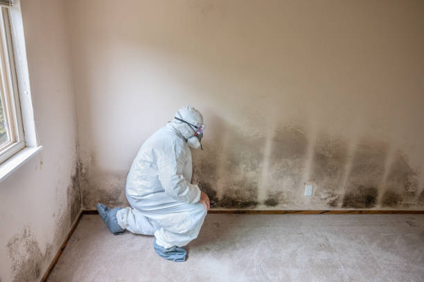 Best HVAC Mold Remediation in USA